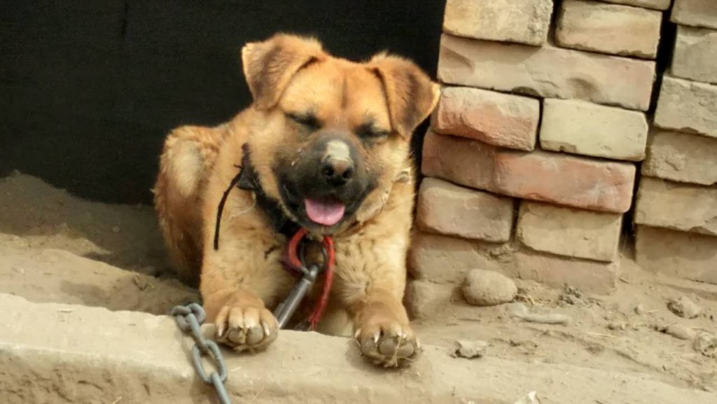 土狗为什么比宠物狗好养,养土狗与养宠物狗有什么区别