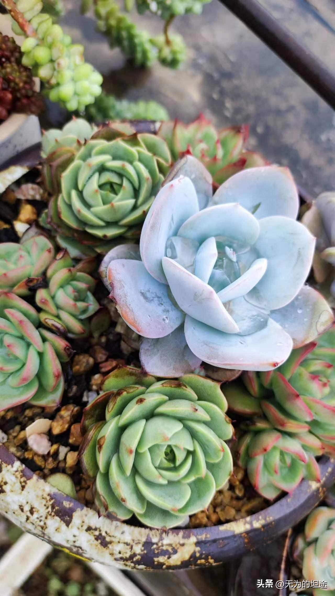 亮晶晶的黄翡翠手镯,亮晶晶的翡翠