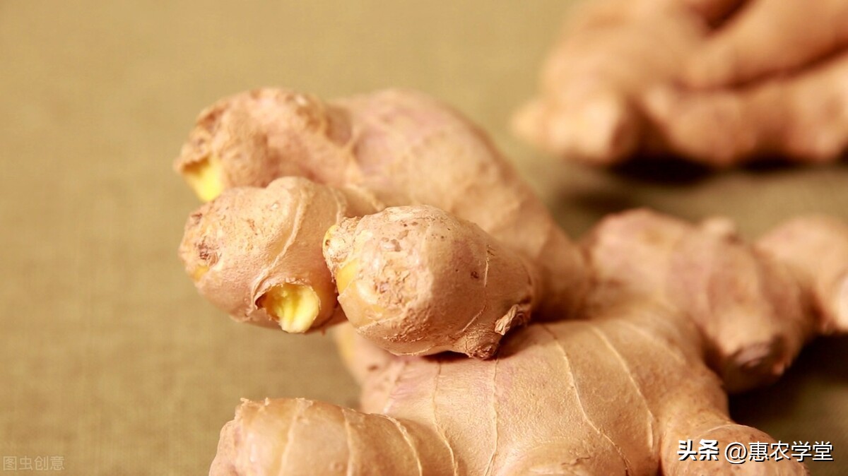 今年生姜的价格是多少钱一斤,今年生姜的价格卖多少钱一斤
