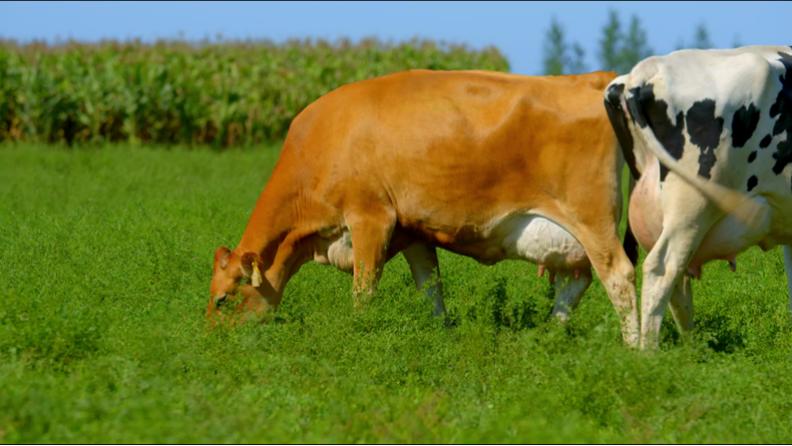 拼牛种、拼营养、拼口感,“小而美”的娟姗奶,大大的想象空间?