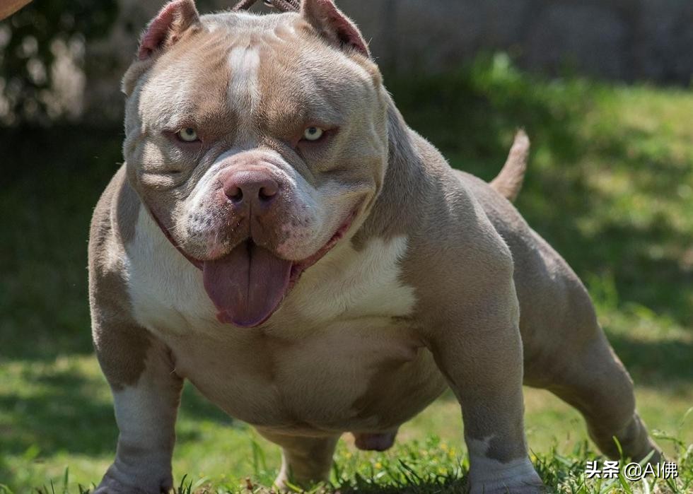 美国犬种有哪些,美国五大传奇犬种