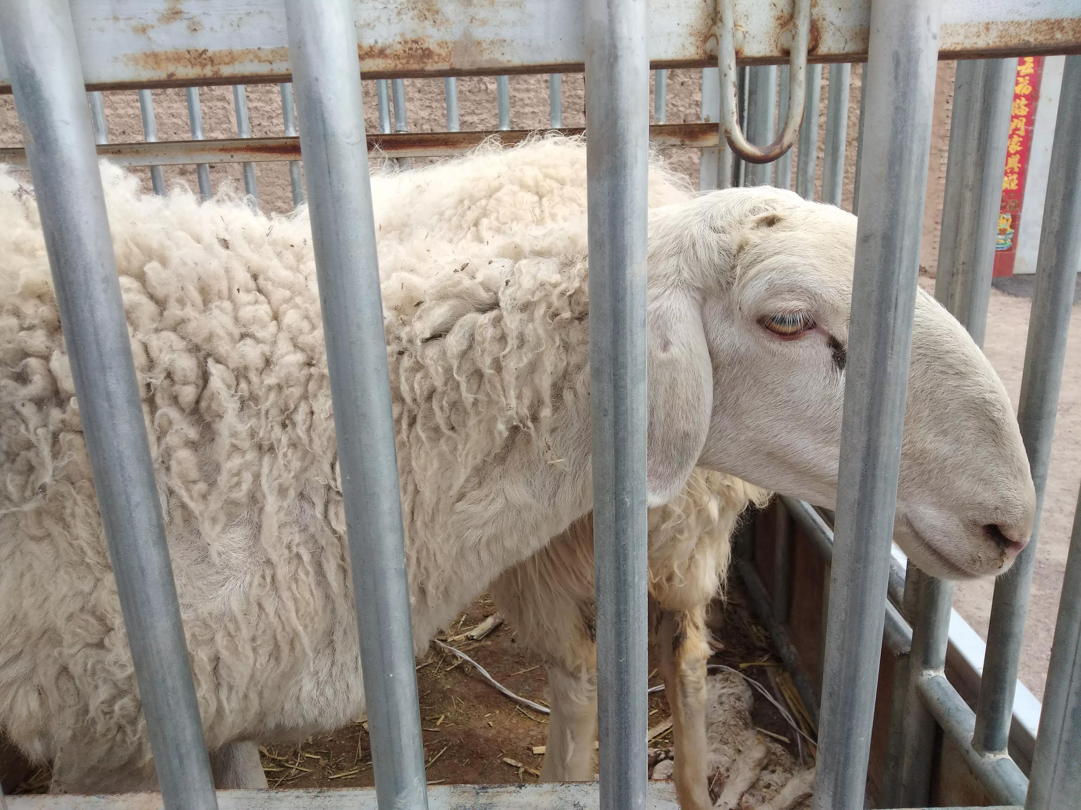 市场卖一只羊能赚多少钱,买卖活羊一年能赚多少钱