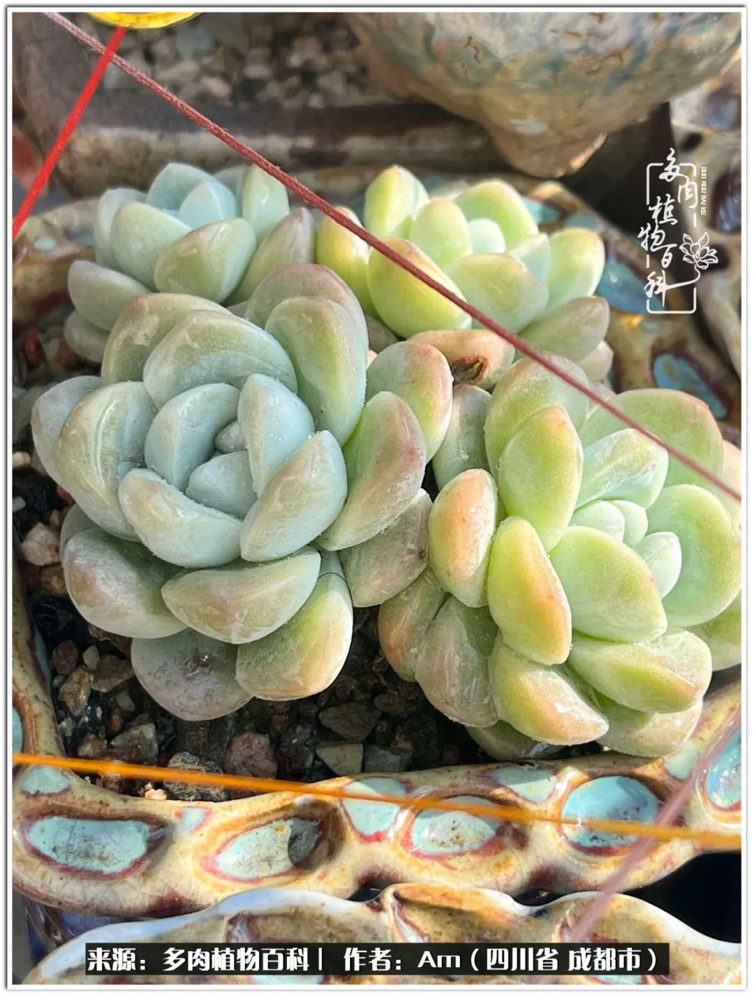 人间四月芳菲尽不负春光不负你,人间四月芳菲尽问春归何处