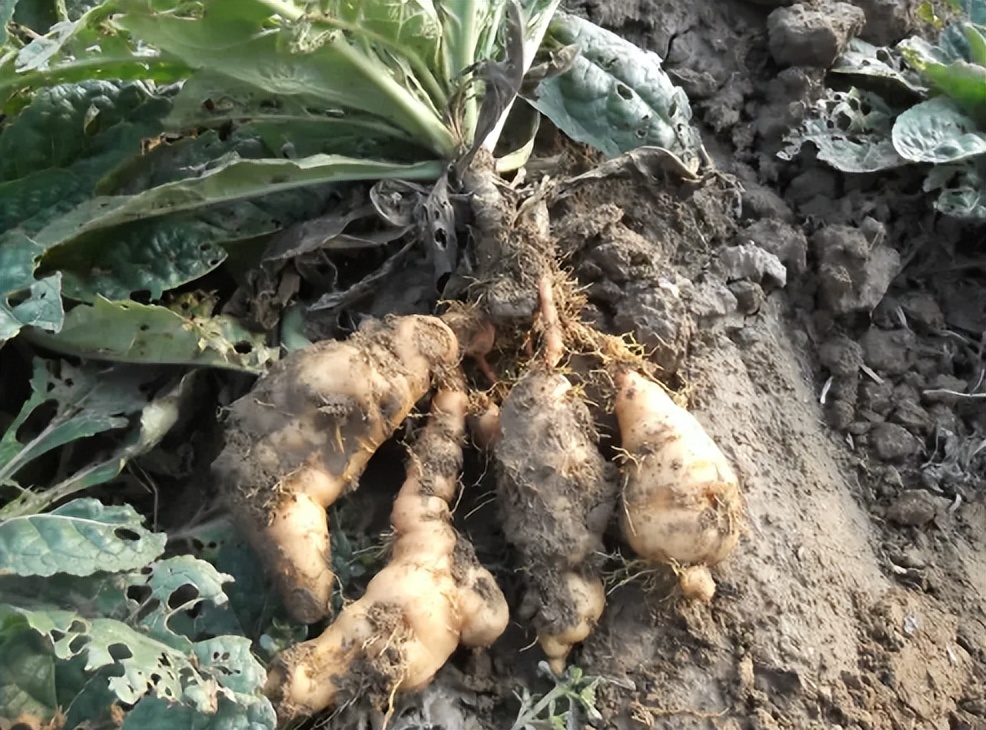 什么植物增收最好养活,农村山里有哪些值钱的植物