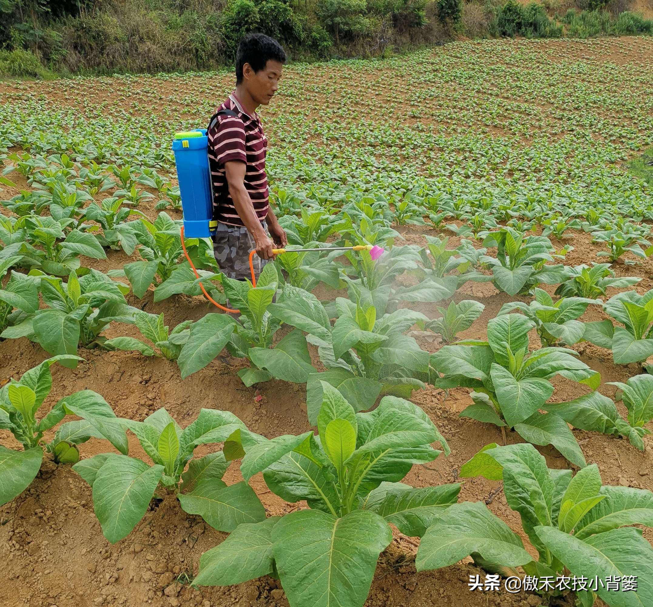 杀虫剂吡虫啉和啶虫脒有什么区别,吡虫噻嗪酮吡虫啉
