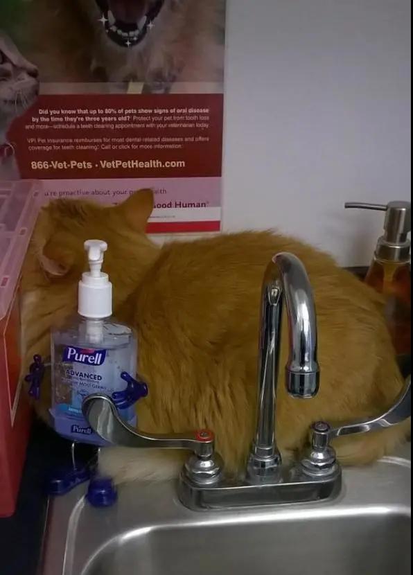 对待猫主子的正确方法,猫主子离家出走