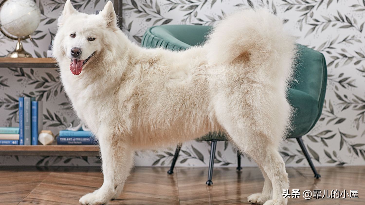 如何让你挑到称心如意的犬类宠物？一起来看看这份宝典指南吧