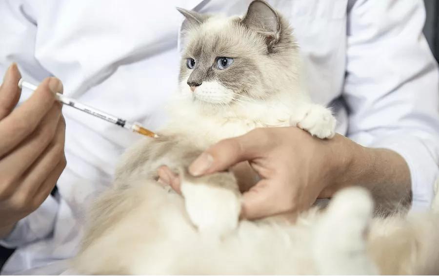 频繁长口腔溃疡跟养猫有关系吗,猫长口腔溃疡症状