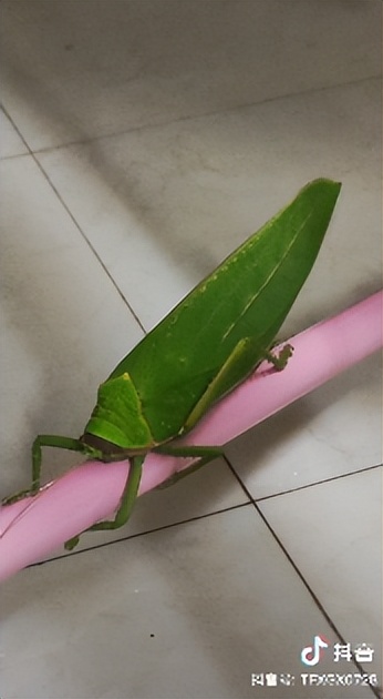 学校突然出现诡异的虫子,女生宿舍惊现不明虫