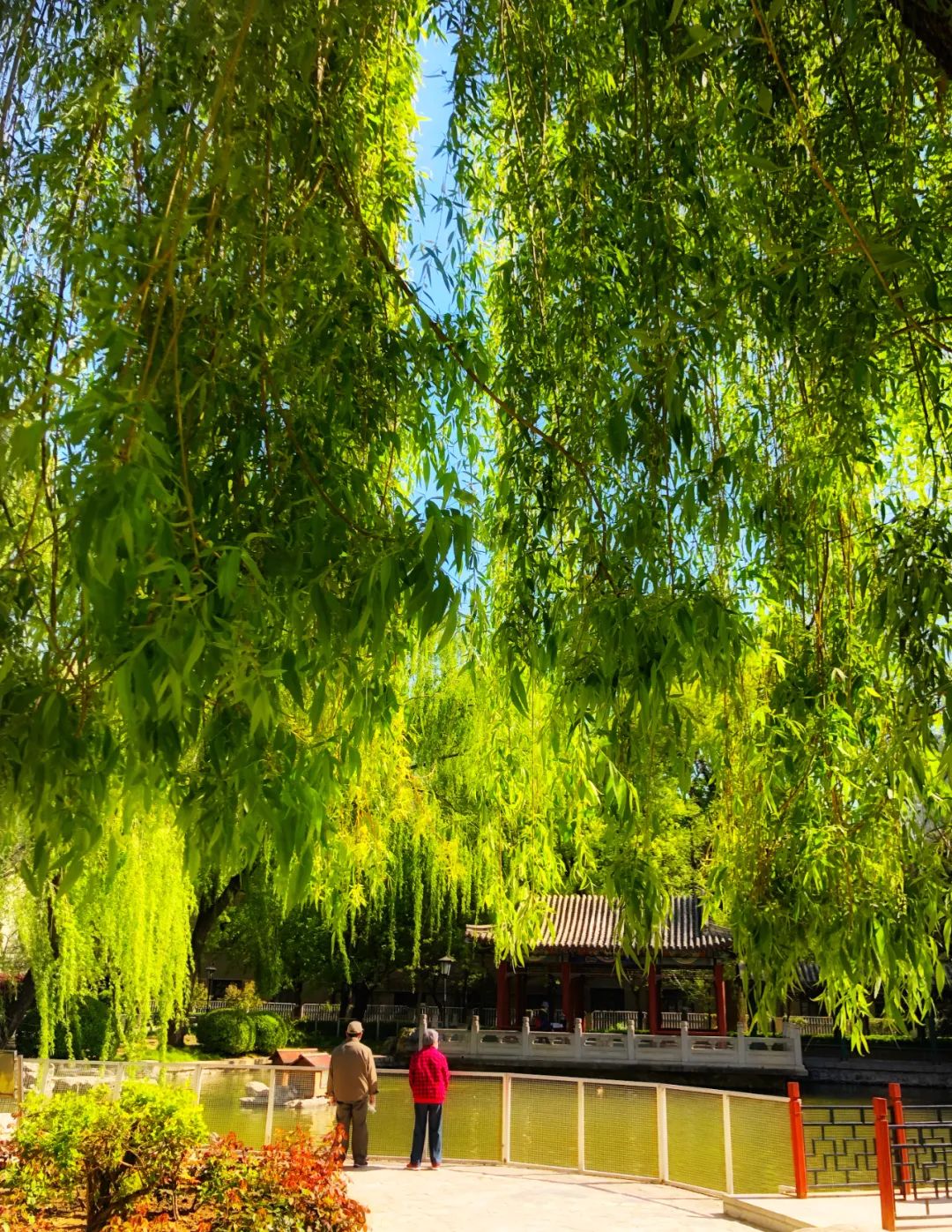 美丽的人民日报大院，我们温暖的家