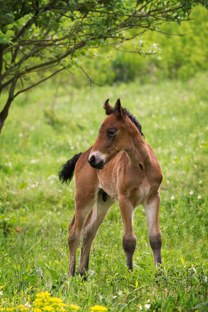 搜神记卷7之41-44女阴在首性好淫