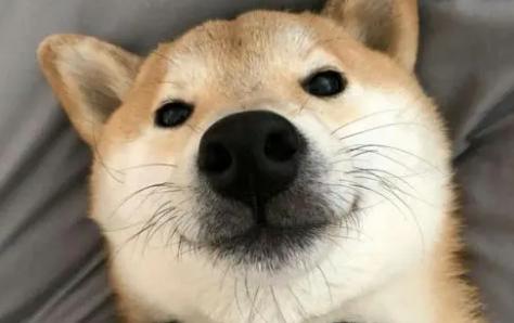 狗狗尾巴不长毛怎么回事,狗狗有可能尾巴上永远不长毛吗