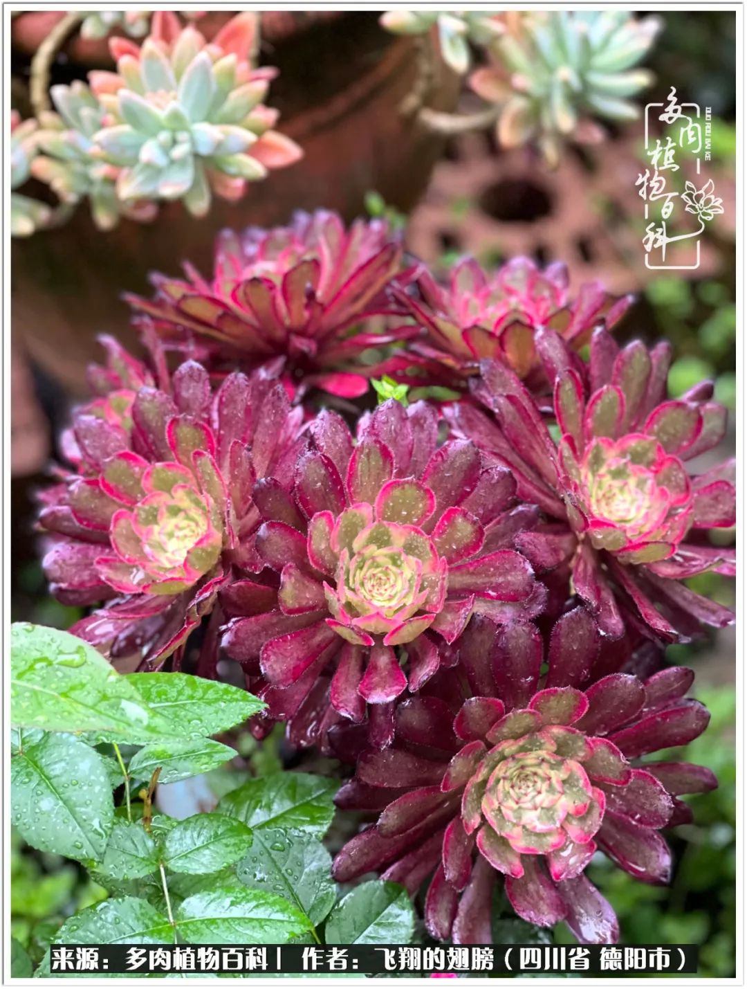 多肉的正确养殖方法冬天怎么养活,多肉怎么养活而且长得快且好看