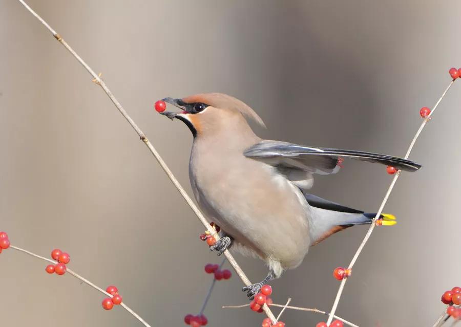 太平鸟图片大鸟,太平鸟图片大全高清壁纸