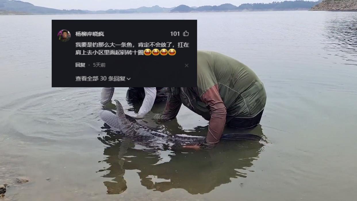 钓鱼人钓获“百斤青鱼王”,丹江口钓获最大青鱼纪录