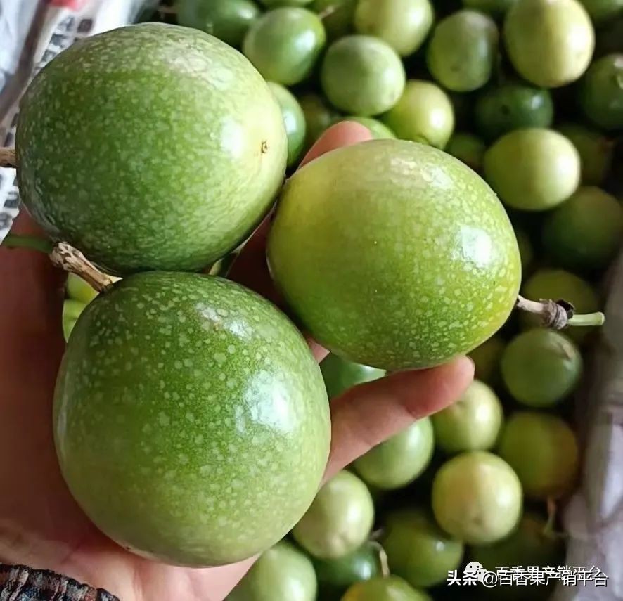 钦蜜9号百香果的藤是什么颜色,钦蜜9号黄金百香果市场分析