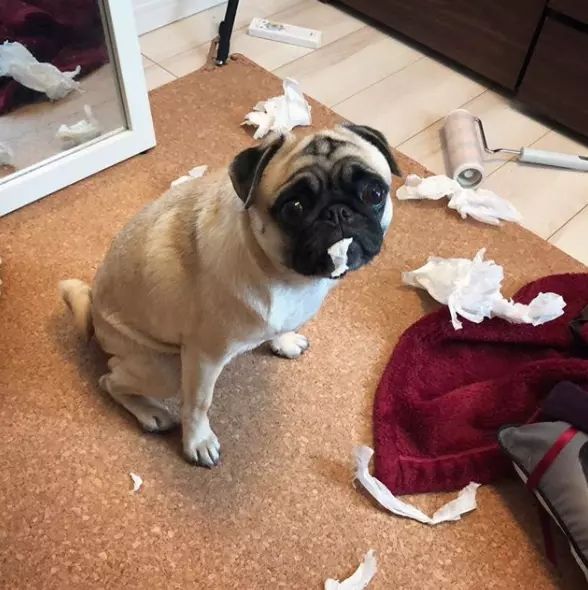 养狗的害处看完你还敢养吗,家中养狗养猫有没有害处