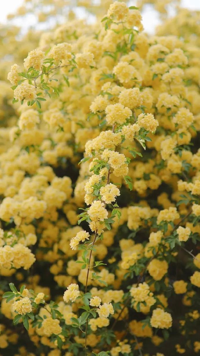 黄色系花朵壁纸,白色郁金香花田壁纸