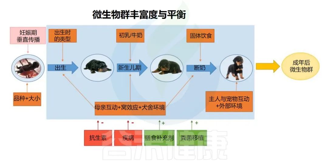 猫肠道菌群活性显微镜,猫肠道菌群类型图