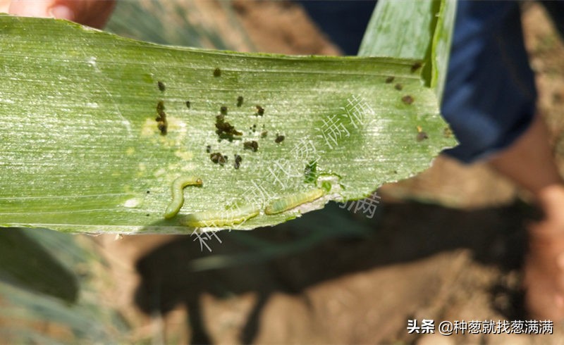大葱生虫怎么防治,怎样预防葱的病虫害