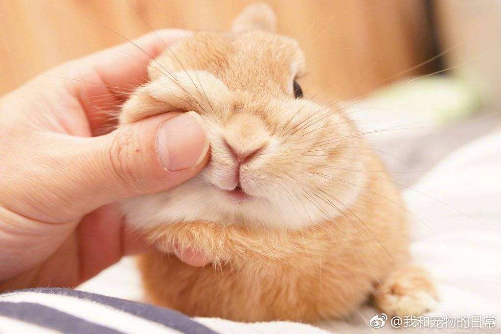 兔子必须喝凉白开吗,兔子需喝大量水对吗