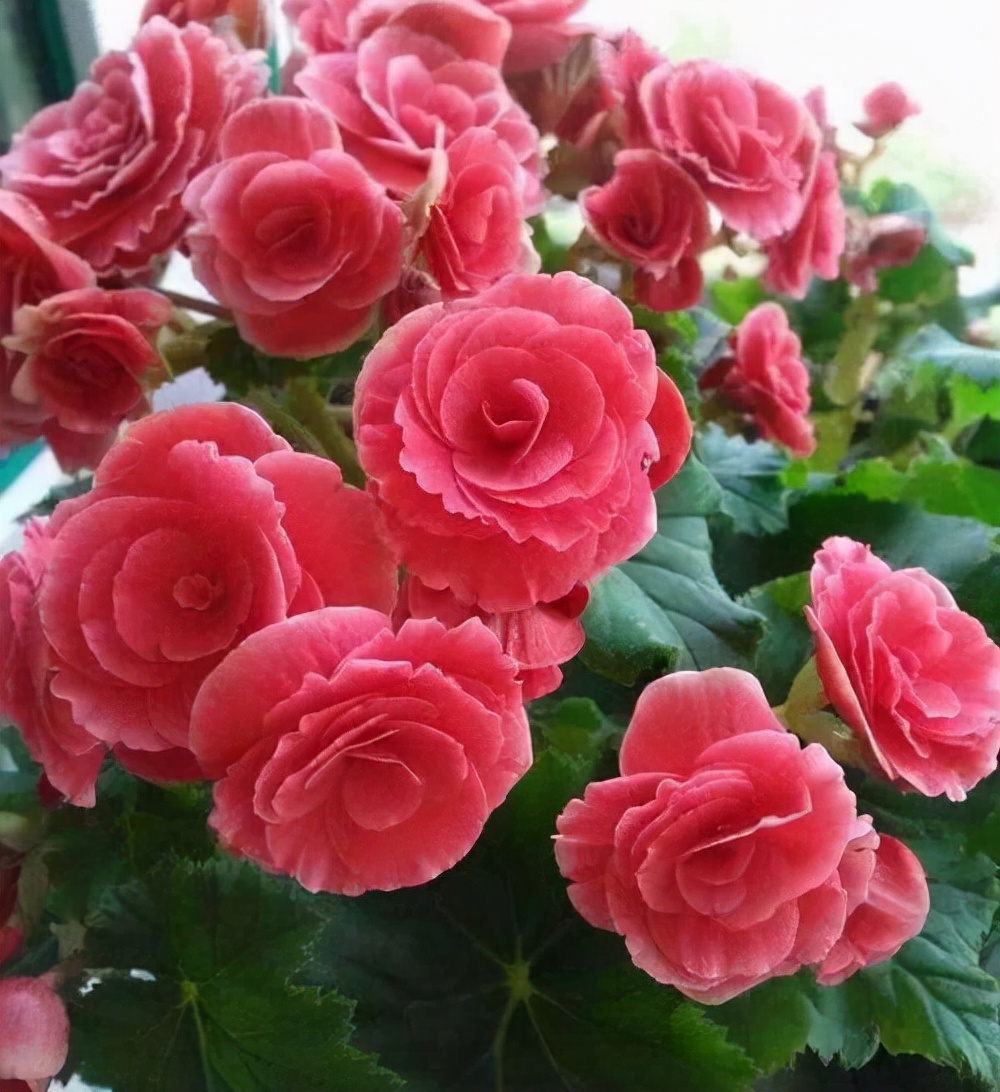 丽格海棠的养护注意事项和禁忌,丽格海棠花谢后还能接着开花吗