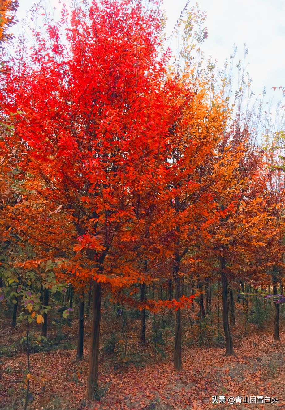 农村空闲地如何合理利用,农村未来发大财的方向