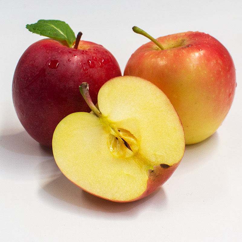 博美犬哪些食物不能吃,博美犬不能吃的有哪些