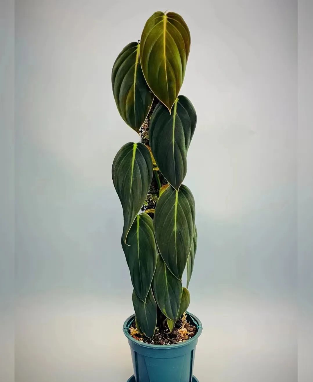 蔓绿绒品种图片大全,蔓绿绒品种图片图文