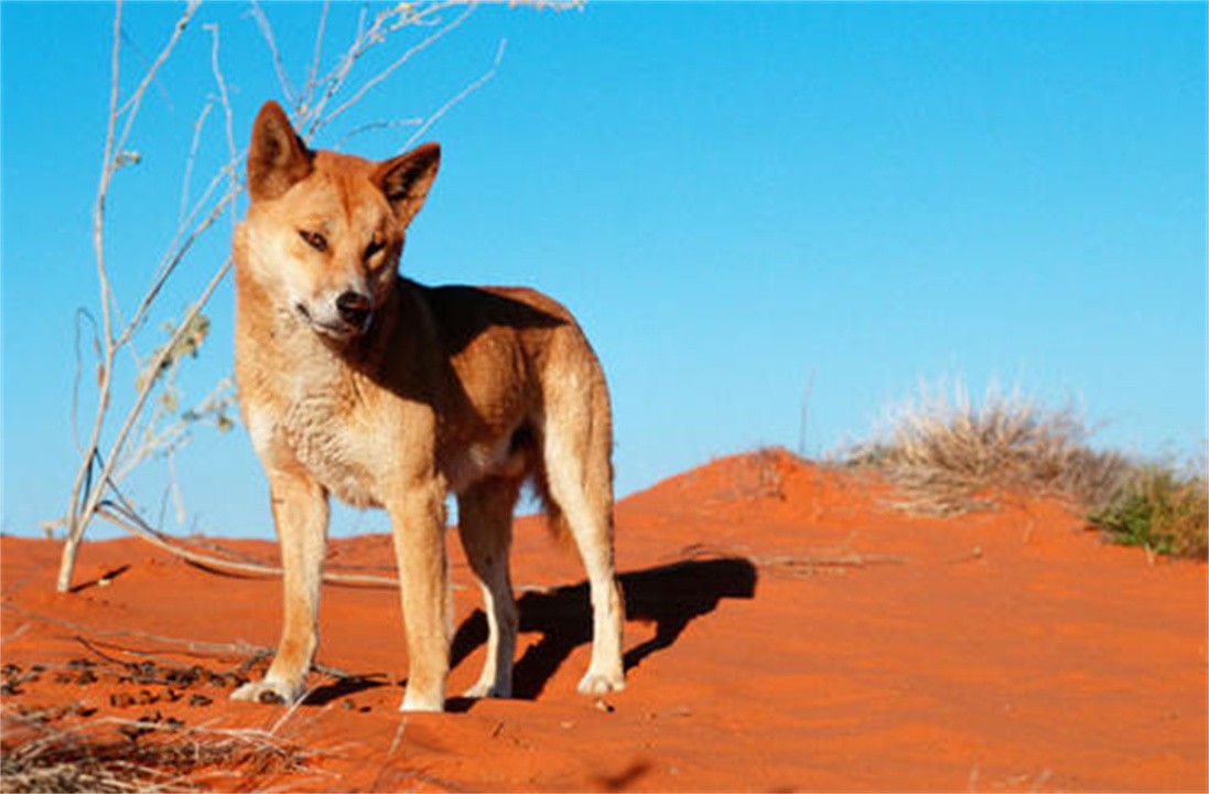澳大利亚百万骆驼泛滥成灾,澳洲野兔泛滥成灾上演人兔大战