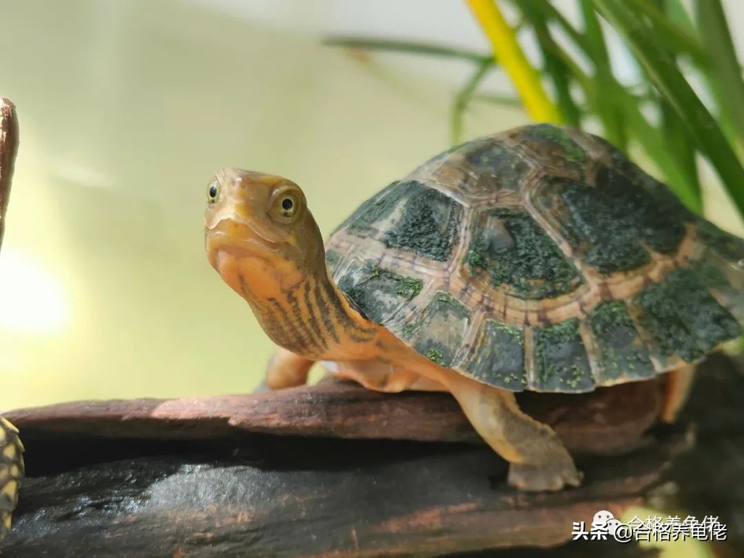 倒春寒乌龟怎么办,倒春寒怎么养植物