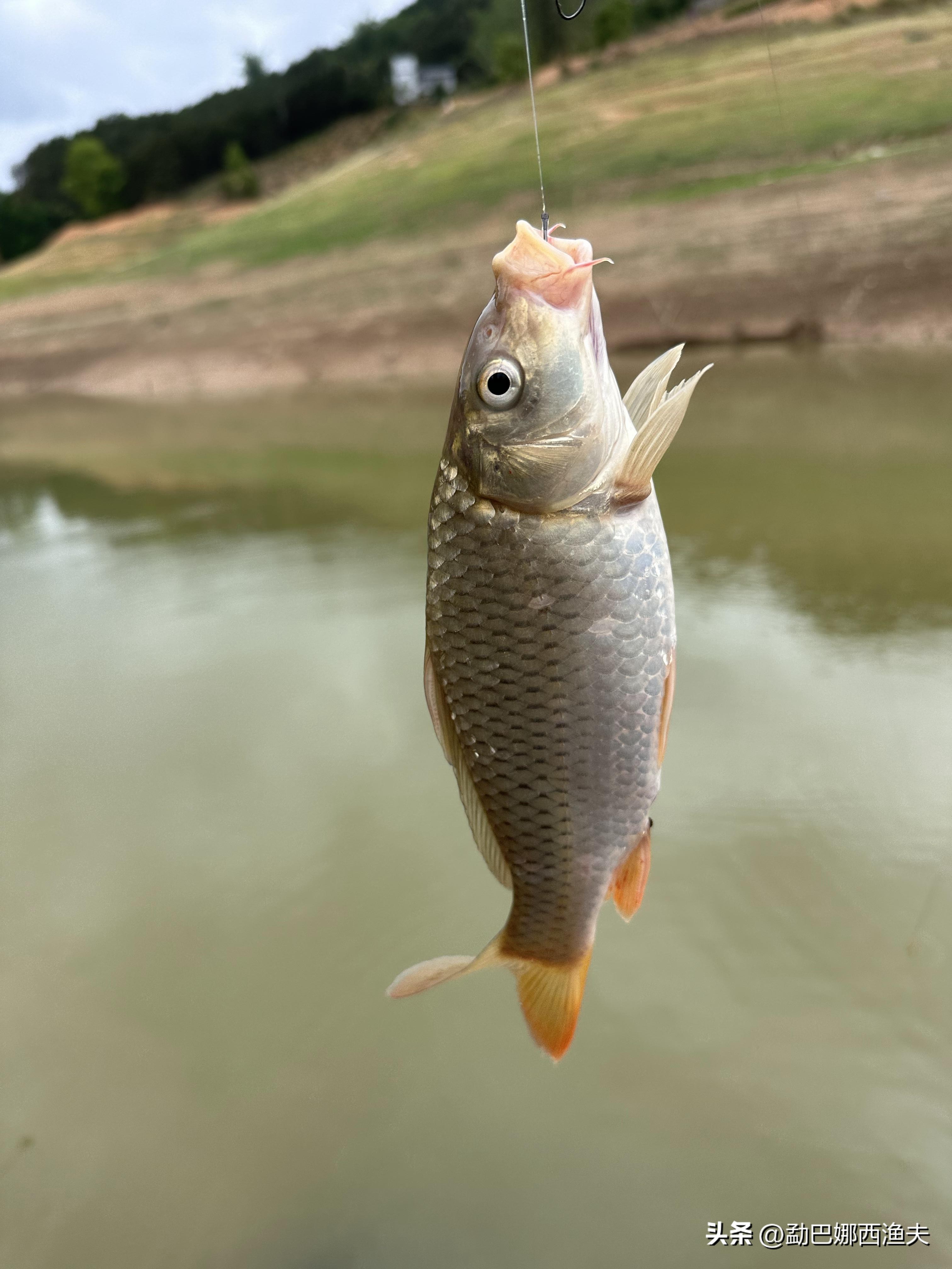 2020万峰湖野钓大罗非,万峰湖陇纳村野钓大罗非