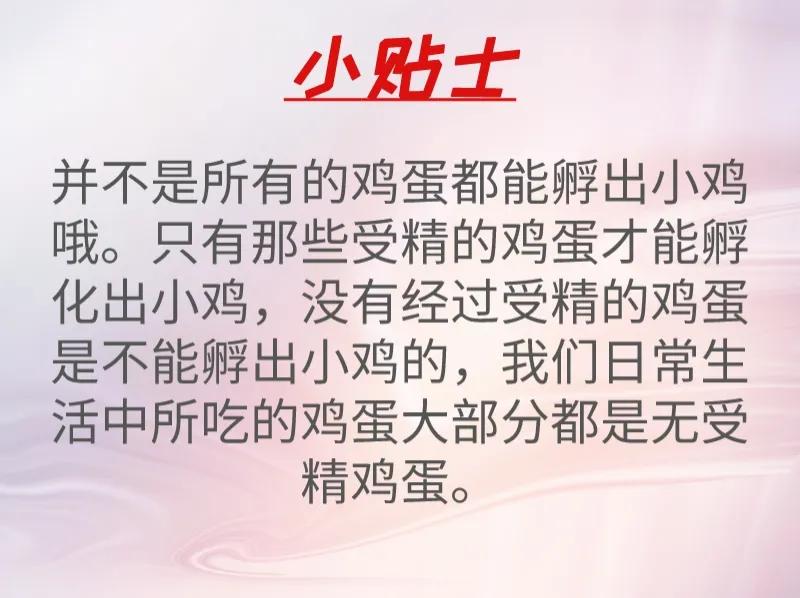 为什么母鸡咯咯叫却不下蛋,母鸡不下蛋也咯咯的叫
