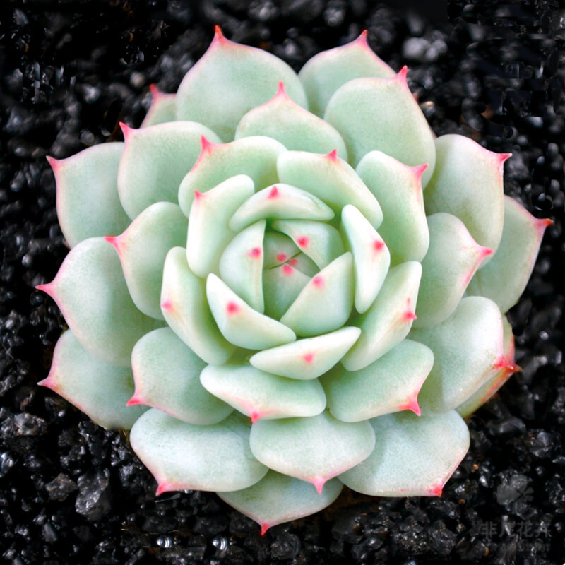 十二卷多肉的品种图鉴,100种多肉植物图片大全