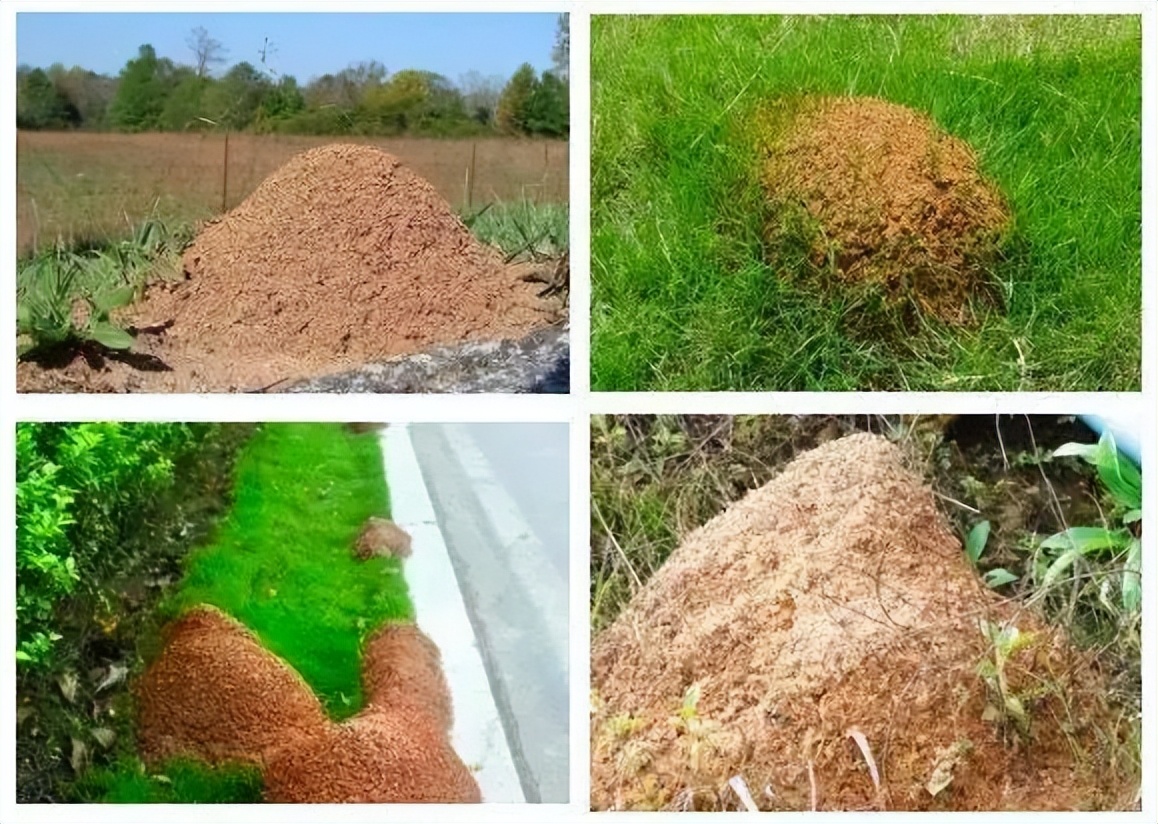 红火蚁咬伤人事件,小孩被红火蚁咬死亡