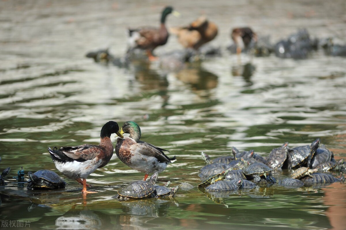 大年初一祭祖不忘本,老传统初一