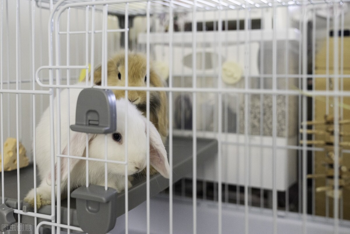 兔子长癣可以用皮炎平吗,兔子鼻子长癣可以用碘伏吗