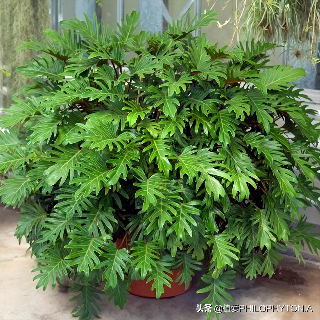 花境常绿植物推荐,室内大型开花植物推荐