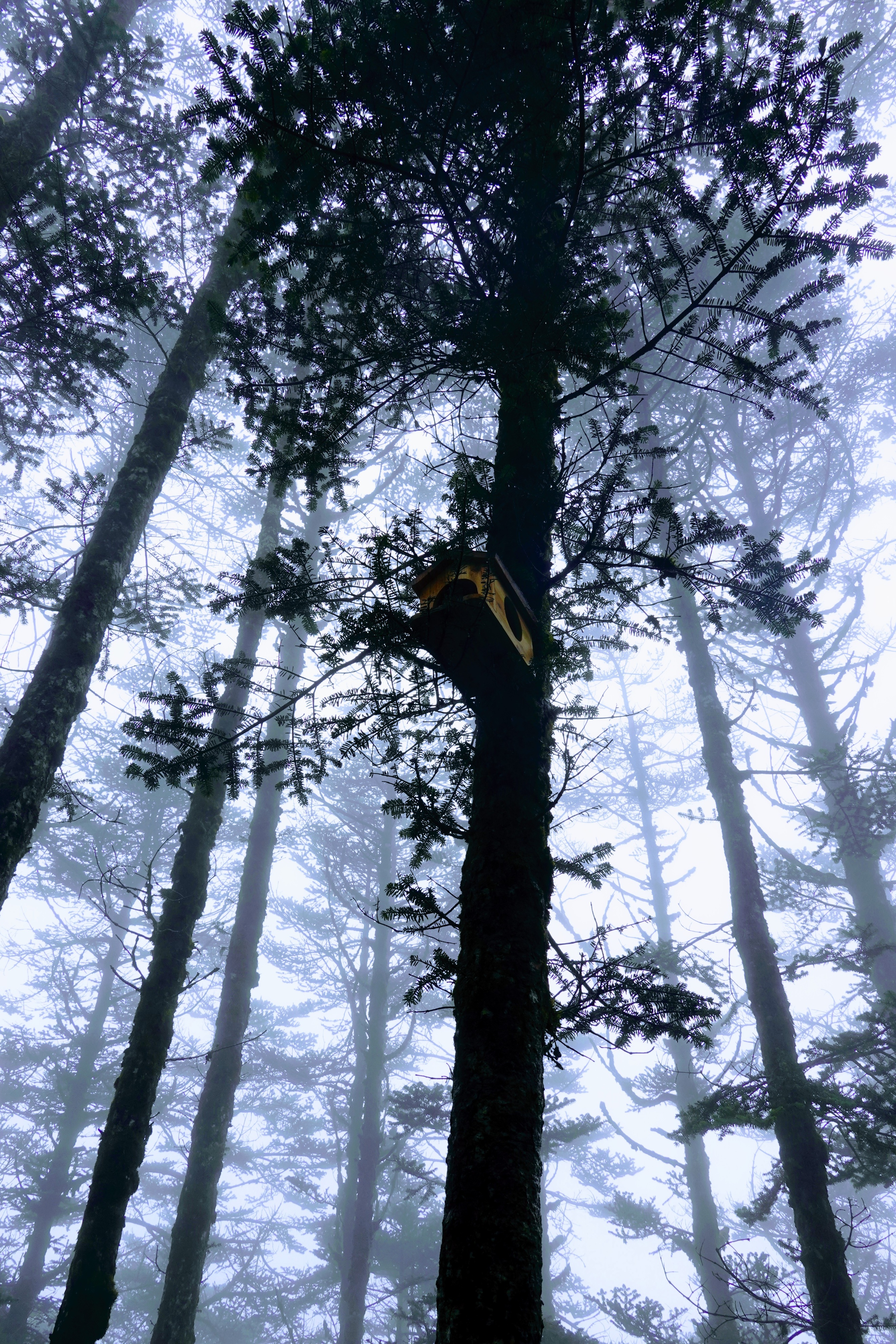 成都大邑徒步旅游攻略,大邑西岭雪山后山门票