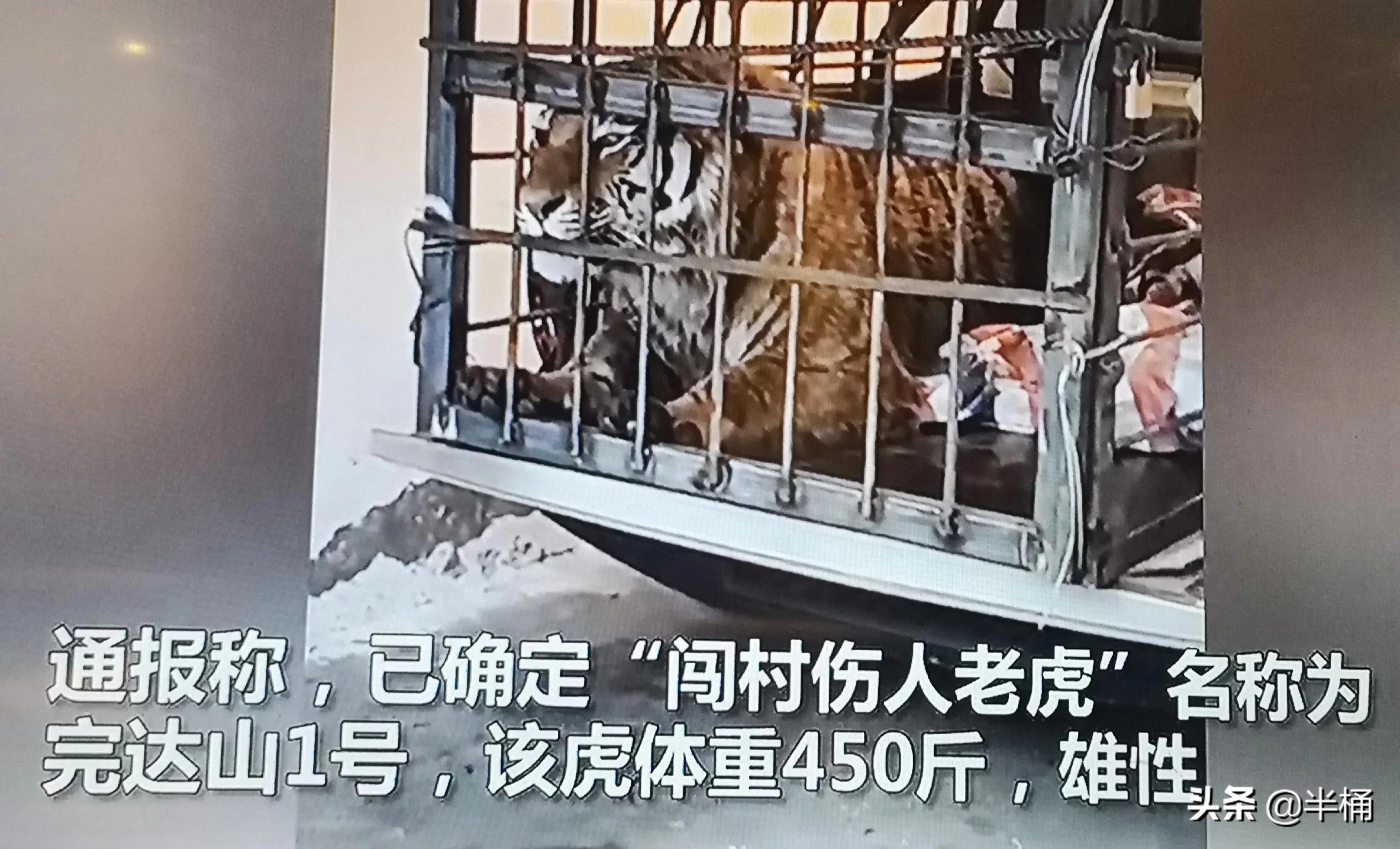 老虎在哪个地方比较有利自己,老虎的软肋是什么