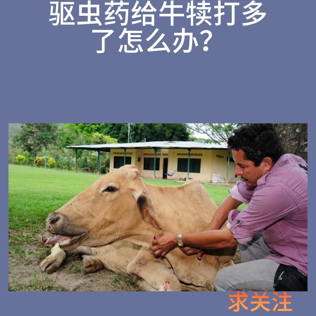 如何正确给牛喂驱虫药,牛驱虫药打多怎么办
