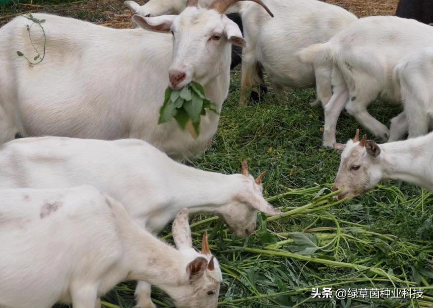 绿草茵干货分享：动物适合的牧草品种该怎么选择？值得收藏。
