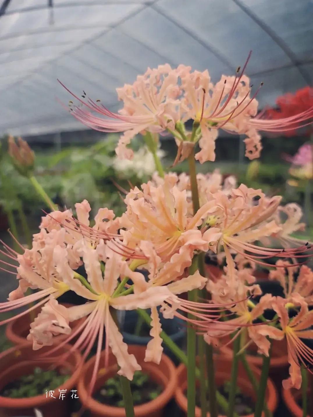 曼珠沙华培育,曼珠沙华要打造什么