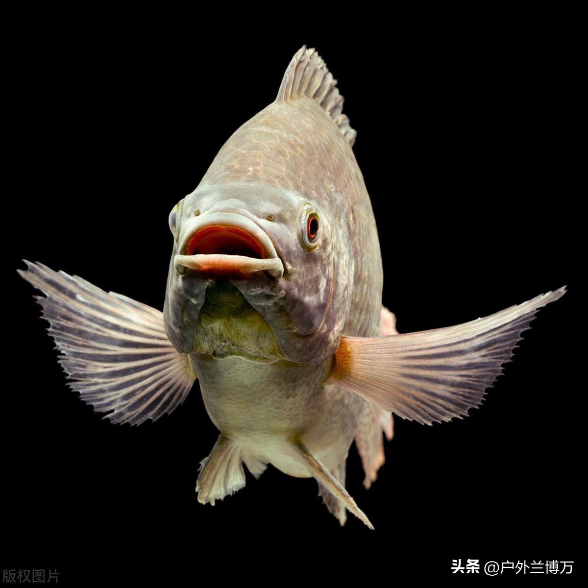 中国最惨的十种入侵物种鱼,中国最凶猛的四种鱼