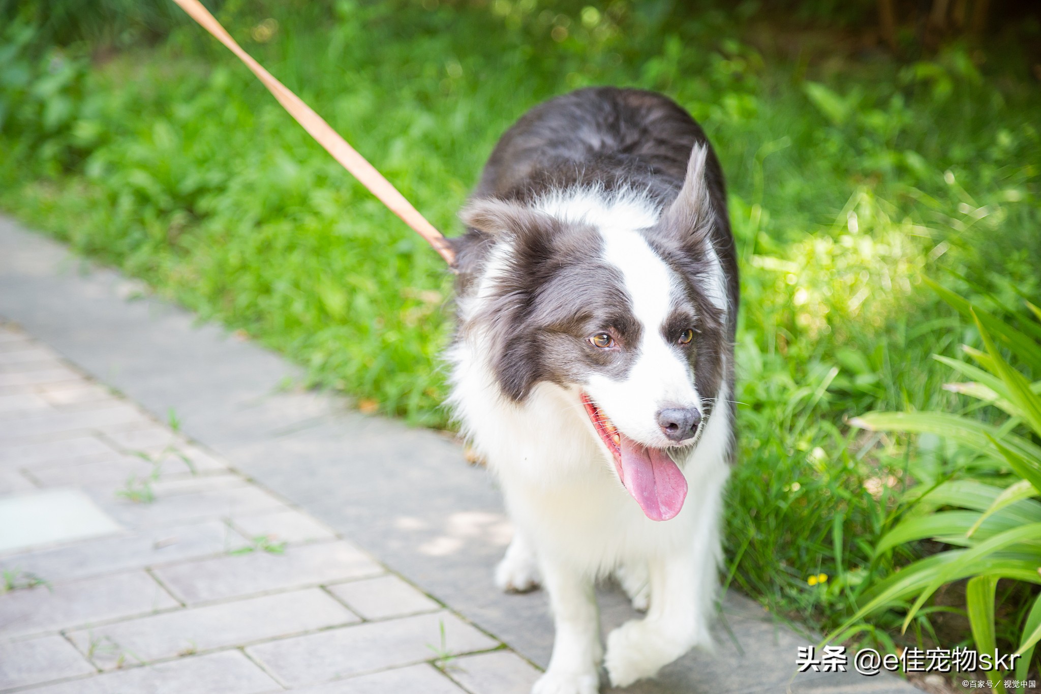 边牧犬什么样,咖啡色边牧犬品相不好