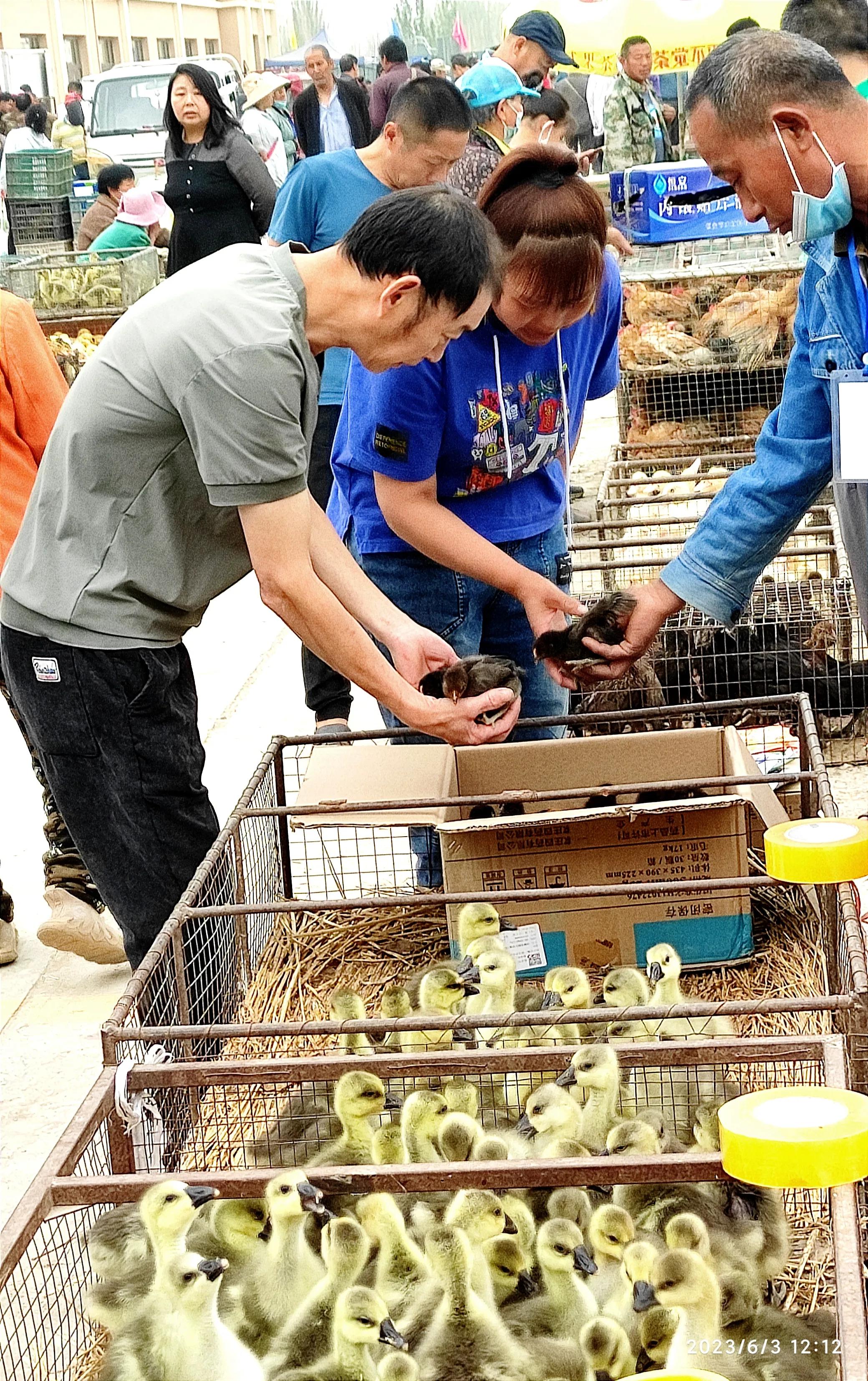 *疆新**温宿县家禽家畜养殖业成为当地农民增收致富的富民产业