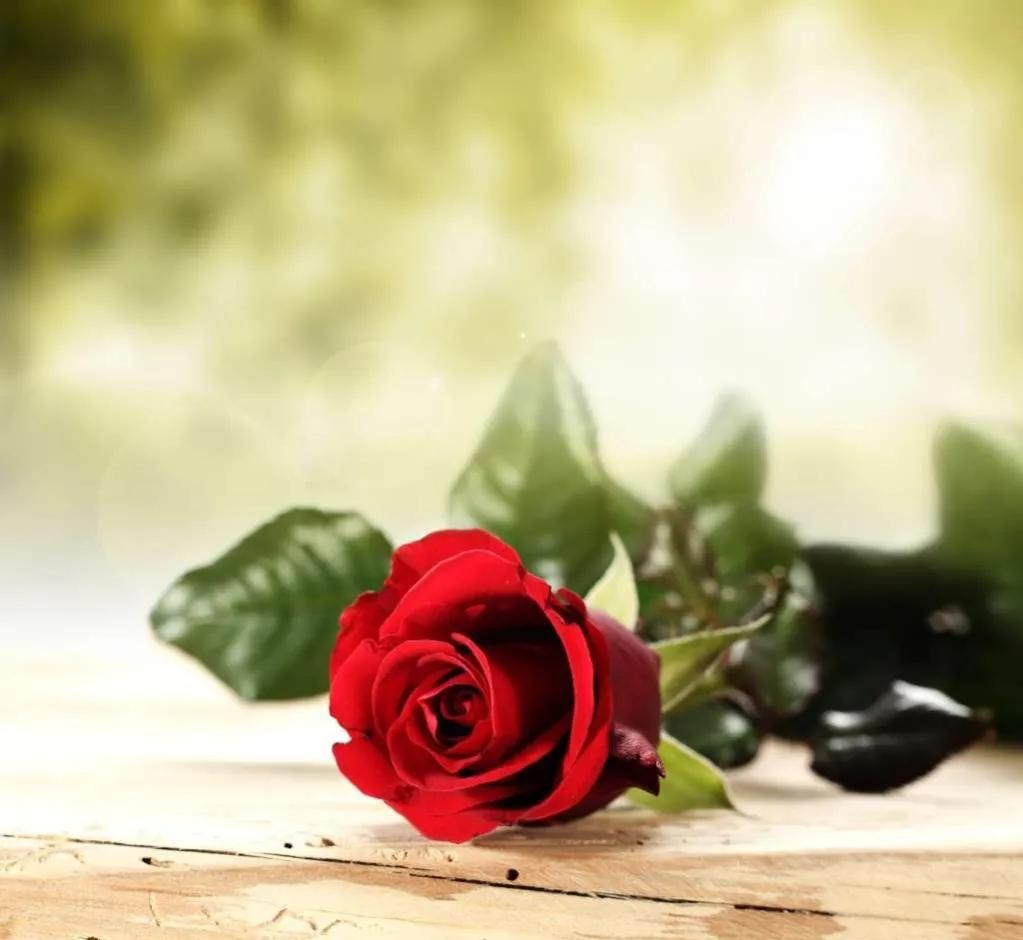 玫瑰花ins高级质感背景图,玫瑰花背景图高清图