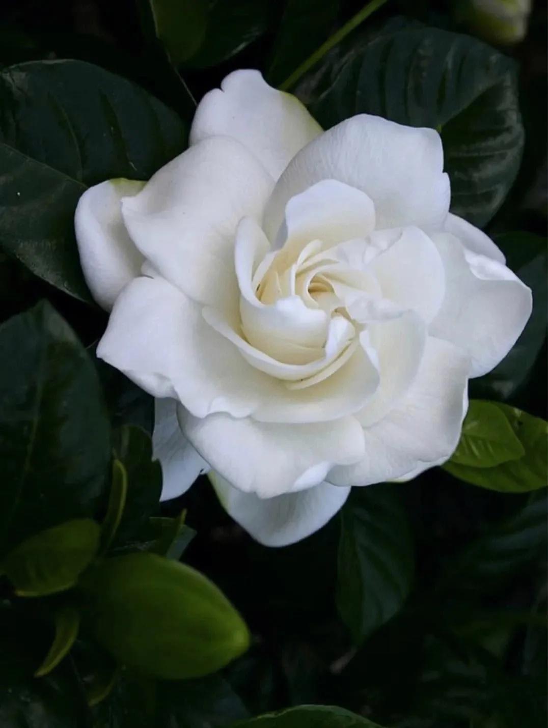 十二星座本命香水,十二星座本命星座