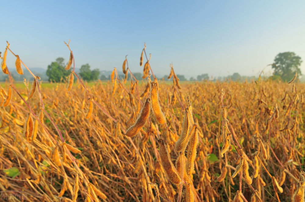 今日大豆价格全国涨跌表,大豆价格行情今日报价4月7日