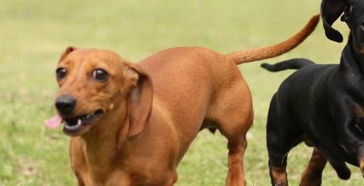 养长毛腊肠犬的注意事项,养狗心得体会